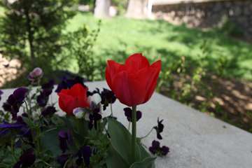 بهار دانشگاه 1399